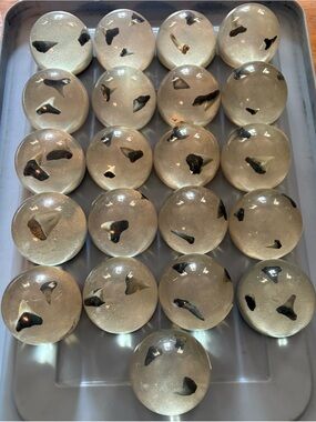 Shark Tooth - Dome Paperweights, set of 21, 2” x 2”
